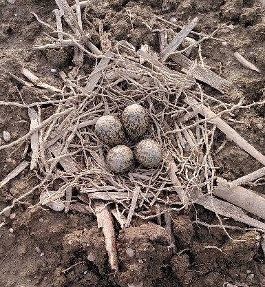 Kiebitz Nest mit Eiern