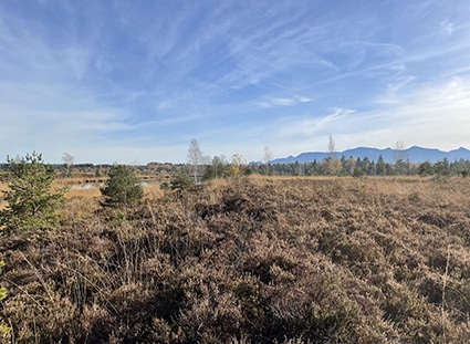 Hochrunstfilze im Herbst; Foto: Veronika Kloska