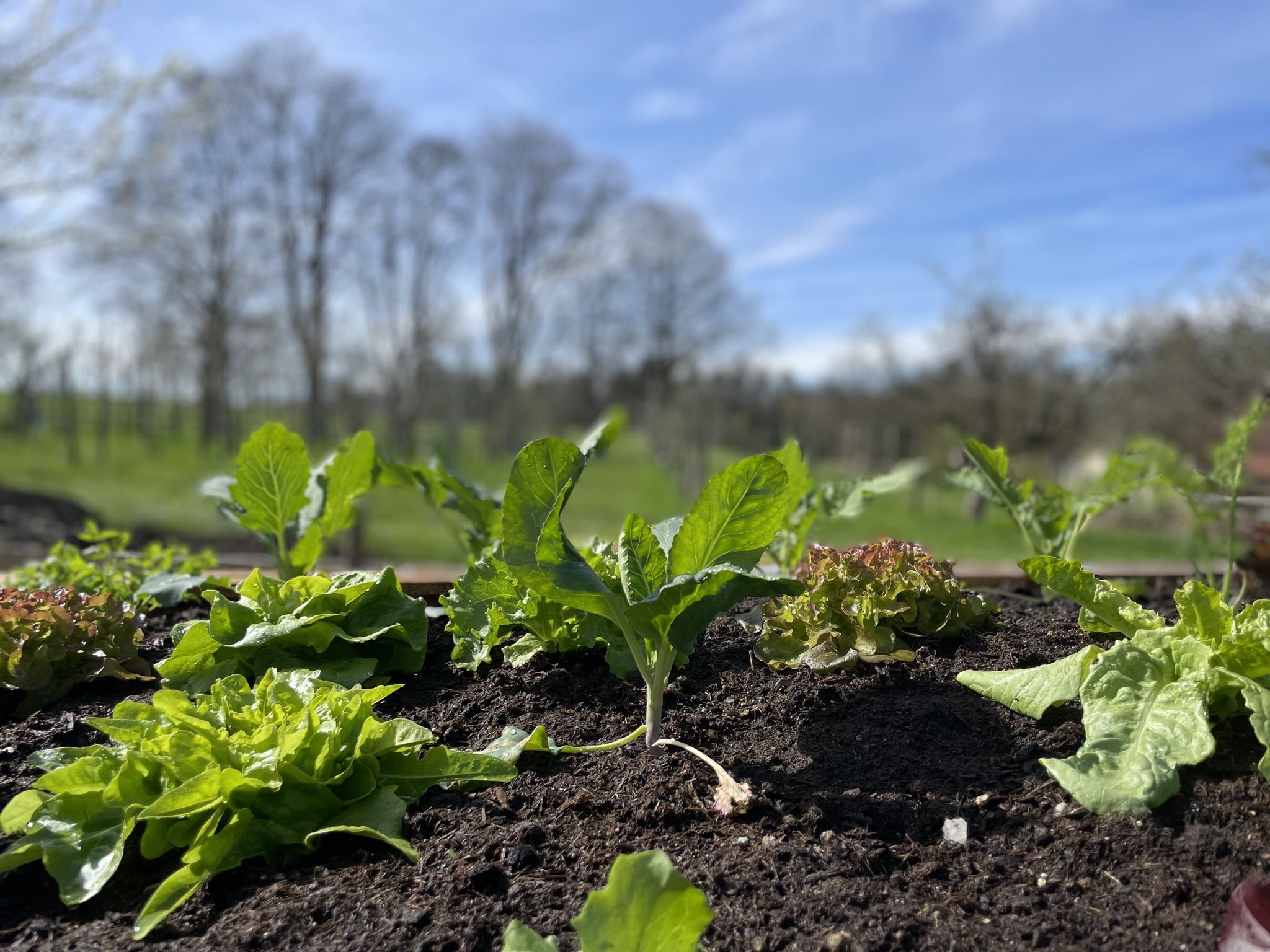 Hochbeet Fruehling LandratsamtRosenheim - Gartenkultur: Der richtige Schnitt zur richtigen Zeit