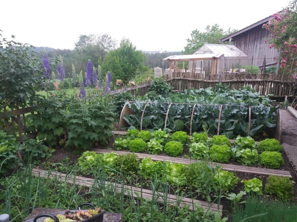 Ein Gemüsegarten mit Salaten.