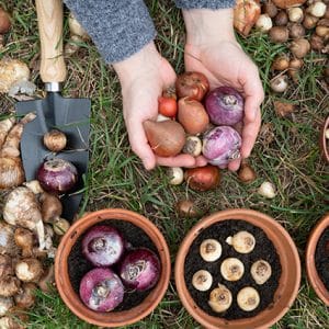 Gestalten mit Blumenzwiebeln Foto:AdobeStock_photka #460711998