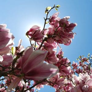 Foto: Susanne Summerer Magnolia