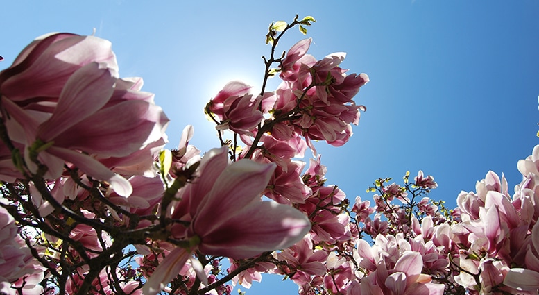Foto: Susanne Summerer Magnolia