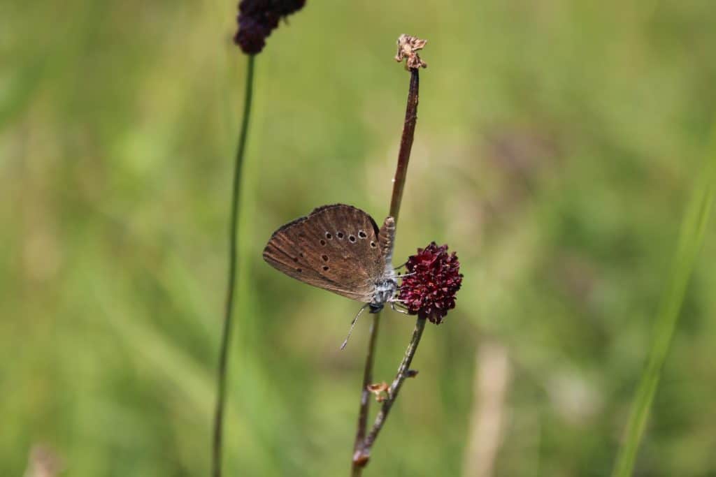 Ein Dunkler Wiesenknopf-Ameisenbläuling auf einer Blüte.