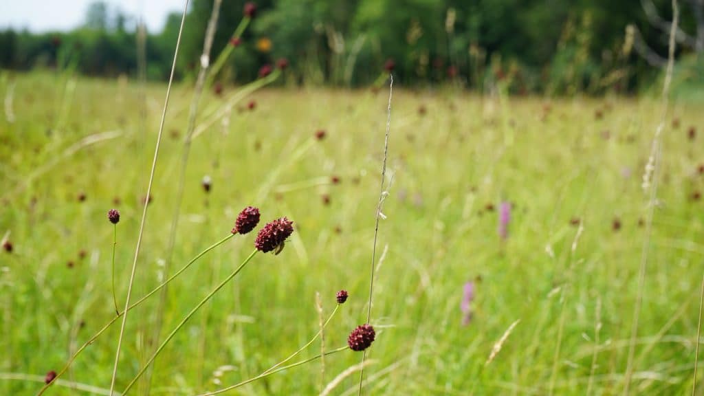 Grüne Streuwiese mit den dunklen Knospen des Großen Wiesenknopfs.