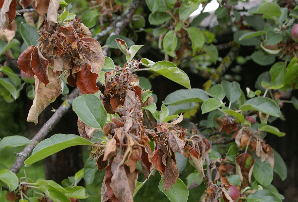 Ein mit bakteriellem Feuerbrand befallener Obstbaum.