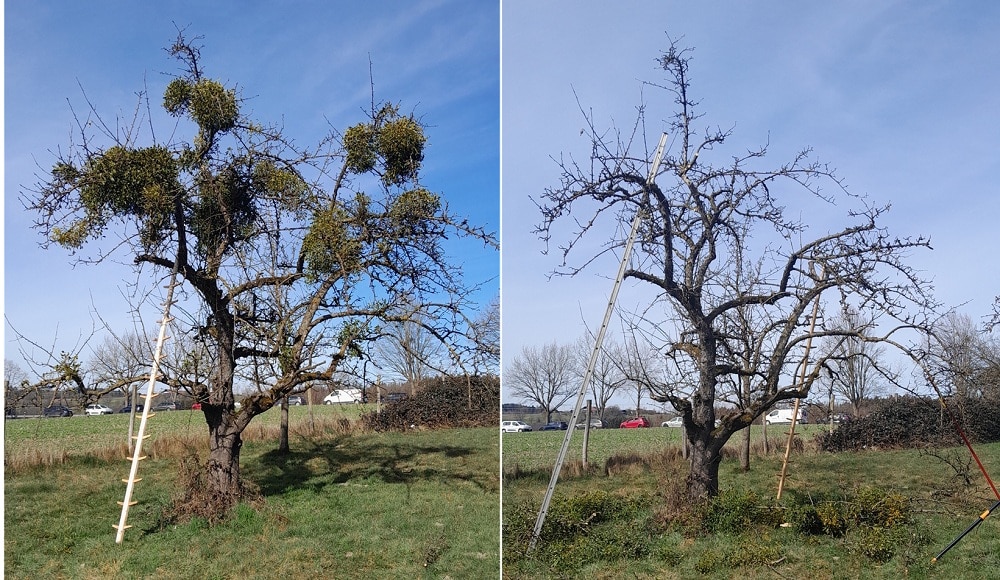 Ein Obstbaum, einmal mit Mistelbefall und einmal nach der Entfernung der Misteln.