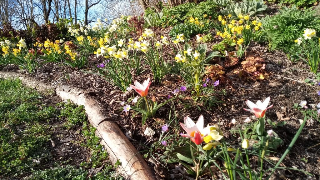 Ein Blumenbeet mit Narzissen und Tulpen.