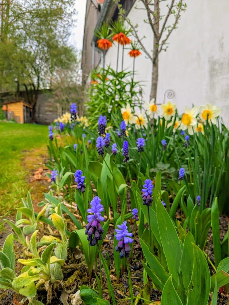 Ein Blumenbeet mit verschiedenen Frühjahrsblühern.